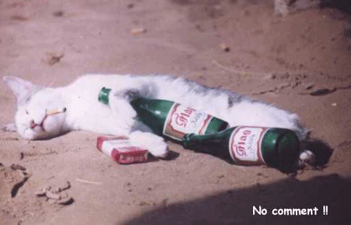 Miaouss